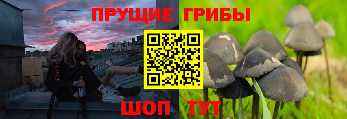Псилоцибиновые грибы GOLDEN TEACHER Мытищи